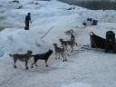 Huskies waiting