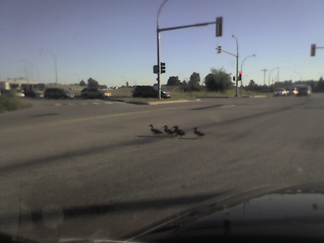 duck crossing