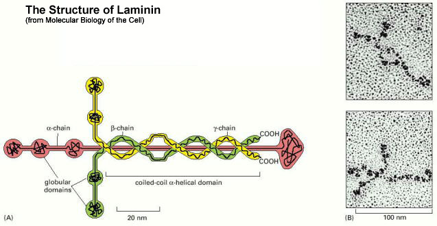 Laminin